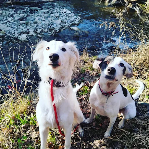 Centro Canino Kyk en Navarra