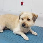 Centro Canino Los Ferreros – Peluquería Canina en Ferreros