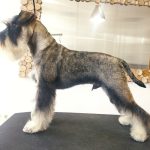 Centro De Estética, Peluquería Y Cuidado Canino Yohanna Mesa – Peluquería Canina en Gijón