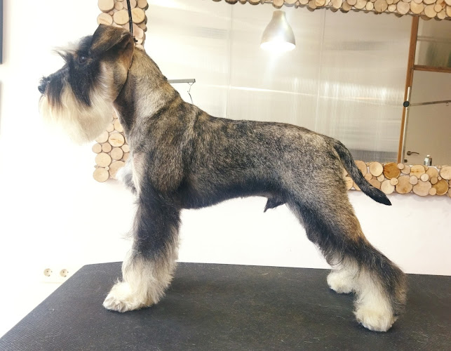 Centro De Estética, Peluquería Y Cuidado Canino Yohanna Mesa en Asturias