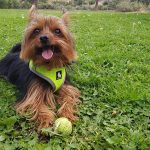Centro Veterinario Bigotes – Peluquería Canina en Las Palmas De Gran Canaria