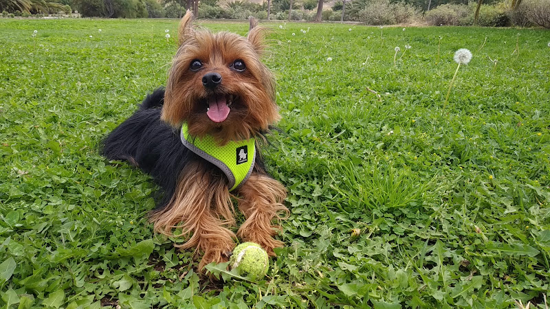 Centro Veterinario Bigotes en Las Palmas