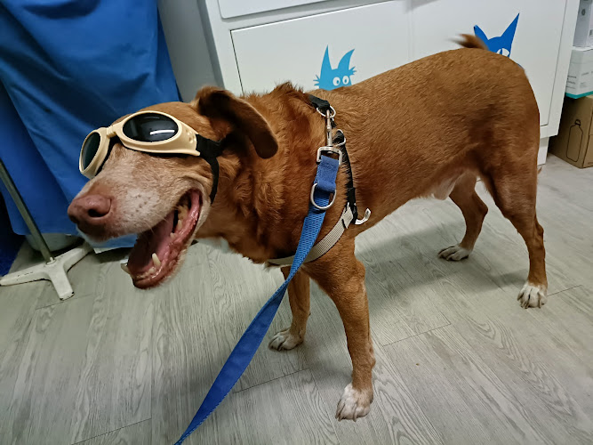 Centro Veterinario Carlanca en Madrid