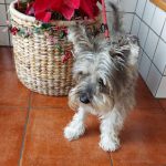Centro Veterinario La Rambla – Peluquería Canina en Las Palmas De Gran Canaria