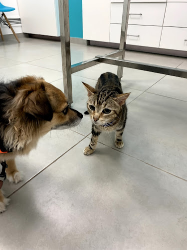 Centro Veterinario Lucentum en Alicante