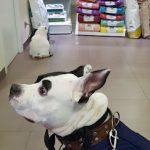 Centro Veterinario Y Peluquería Canina Guindalera – Peluquería Canina en Logroño
