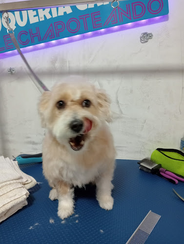 Chapoteando Manzanares El Real Peluqueria Canina Y Autolavado De Mascotas en Madrid
