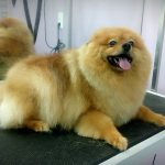 Chapoteandog – Peluquería Canina en Utebo