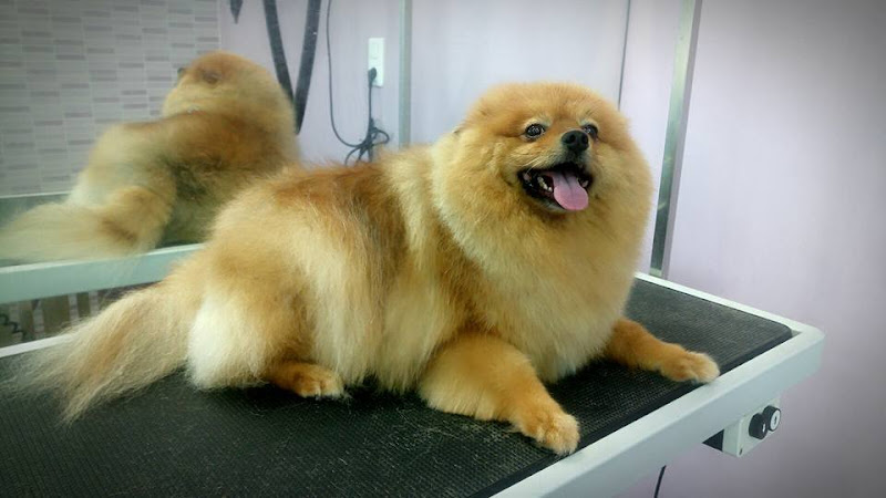 Chapoteandog en Zaragoza