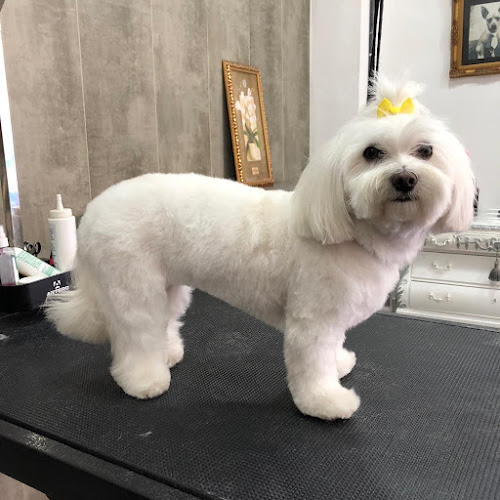 Chic Perruqueria Canina en Barcelona