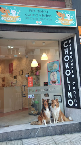 Chokolino Peluquería Canina en Asturias