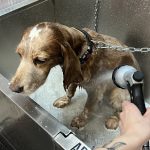 Chucho Chulo – Peluquería Canina en Torrelavega