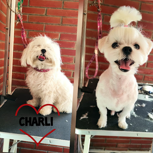 Chuli Pets Peluquería Canina en Alicante