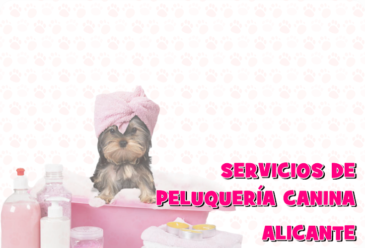 Chuli Pets Peluquería Canina en Alicante