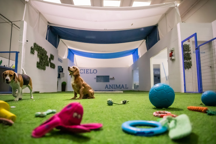 Cielo Animal en Palencia