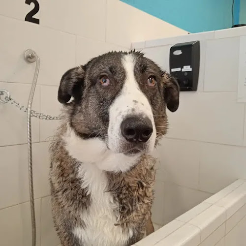 Clean Dogs Sevilla en Sevilla