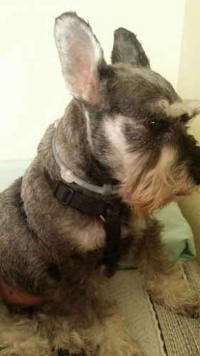 Clínica Veterinaria Las Fuentes en Zaragoza