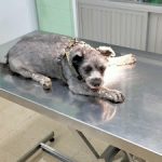 Clínica Veterinaria Los Galgos – Peluquería Canina en Las Palmas De Gran Canaria