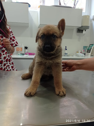 Clínica Veterinaria Más Que Mascotas en Alicante