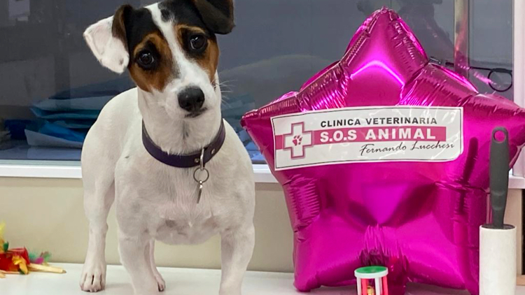 Clinica Veterinaria S.o.s Animal Fernando Lucchesi en Tarragona