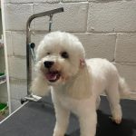 Cococan Peluquería Canina – Peluquería Canina en Oleiros