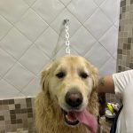 Colossal Can – Peluquería Canina en Logroño