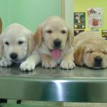 Consulta Veterinaria Acueducto – Peluquería Canina en Telde