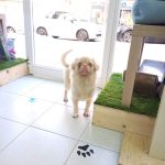 Cooki Pet Shop – Peluquería Canina en Palma