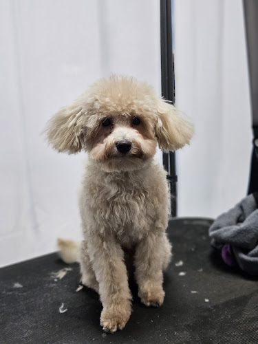 Coquette Peluquería Canina en Sevilla
