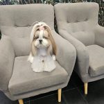 Coralana Peluquería Canina – Peluquería Canina en Vitoria-gasteiz