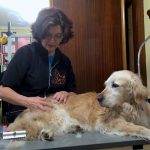 Cortateunpelo – Peluquería Canina en Gijón