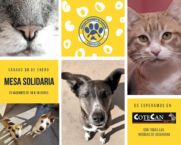 Cotecan Mascotas en Alicante