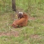 Criadero Y Peluquería Canina Los Ferreros – Peluquería Canina en Ferreros