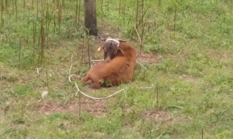 Criadero Y Peluquería Canina Los Ferreros en Asturias