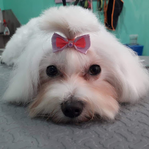 Cris Perruqueria Canina I Felina en Barcelona