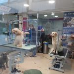 Cristina Romero’s Estilisme Cani – Peluquería Canina en Paterna