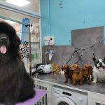Cuatro Patitas – Peluquería Canina en La Matanza De Acentejo