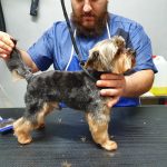 Cuatro Patitas Peluqueria De Mascotas – Peluquería Canina en Castro-urdiales