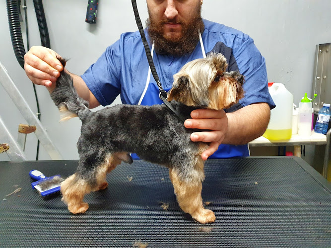 Cuatro Patitas Peluqueria De Mascotas en Cantabria
