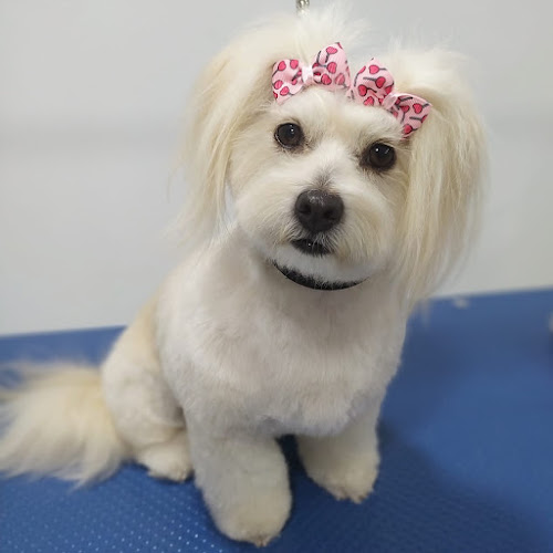 Cuchi Pet en Barcelona