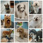 Cucos Peluquería Canina – Peluquería Canina en Donostia-san Sebastian
