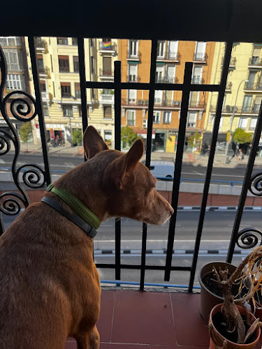 Cuidadora Canina Madrid en Madrid