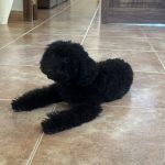 Cuore Peluqueria Canina – Peluquería Canina en Porto Cristo