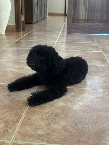 Cuore Peluqueria Canina en Balearic Islands