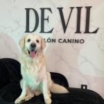 De Vil Salón Canino – Peluquería Canina en Oviedo