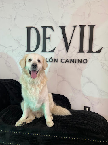 De Vil Salón Canino en Asturias
