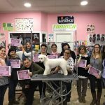 Decomascotas /M&B Peluqueros Caninos – Peluquería Canina en La Laguna