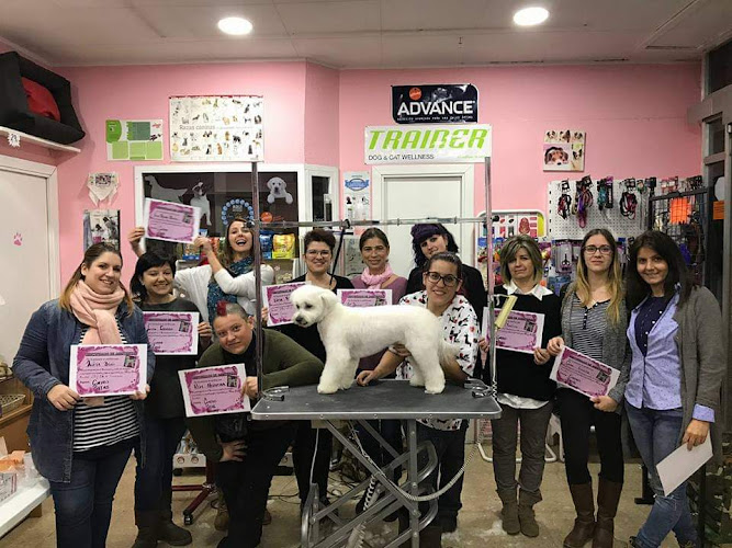 Decomascotas /M&B Peluqueros Caninos en Santa Cruz De Tenerife