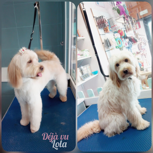 Déjà Vu Peluquería Canina & Groomer Academy en Biscay