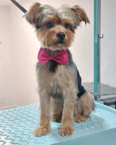 Despeluxadogs - Peluqueria Canina en A Coruña